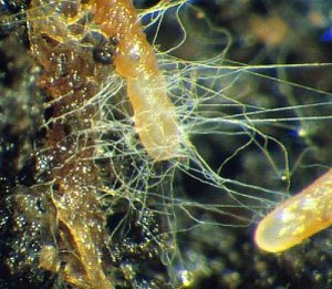 mycorrhizae-fungi