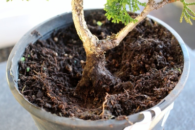 Chaemocyperus progression and Bonsai 017
