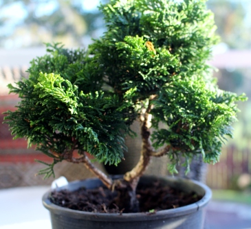 Chaemocyperus progression and Bonsai 018
