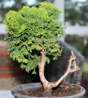 Chaemocyperus progression and Bonsai 019