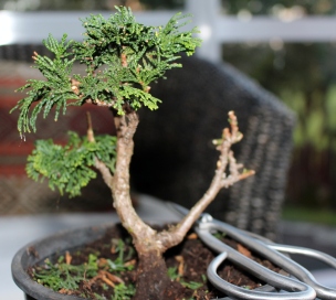 Chaemocyperus progression and Bonsai 020