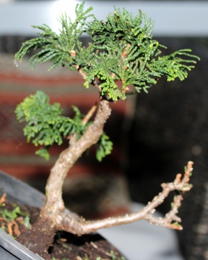 Chaemocyperus progression and Bonsai 021