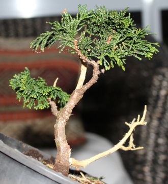 Chaemocyperus progression and Bonsai 023